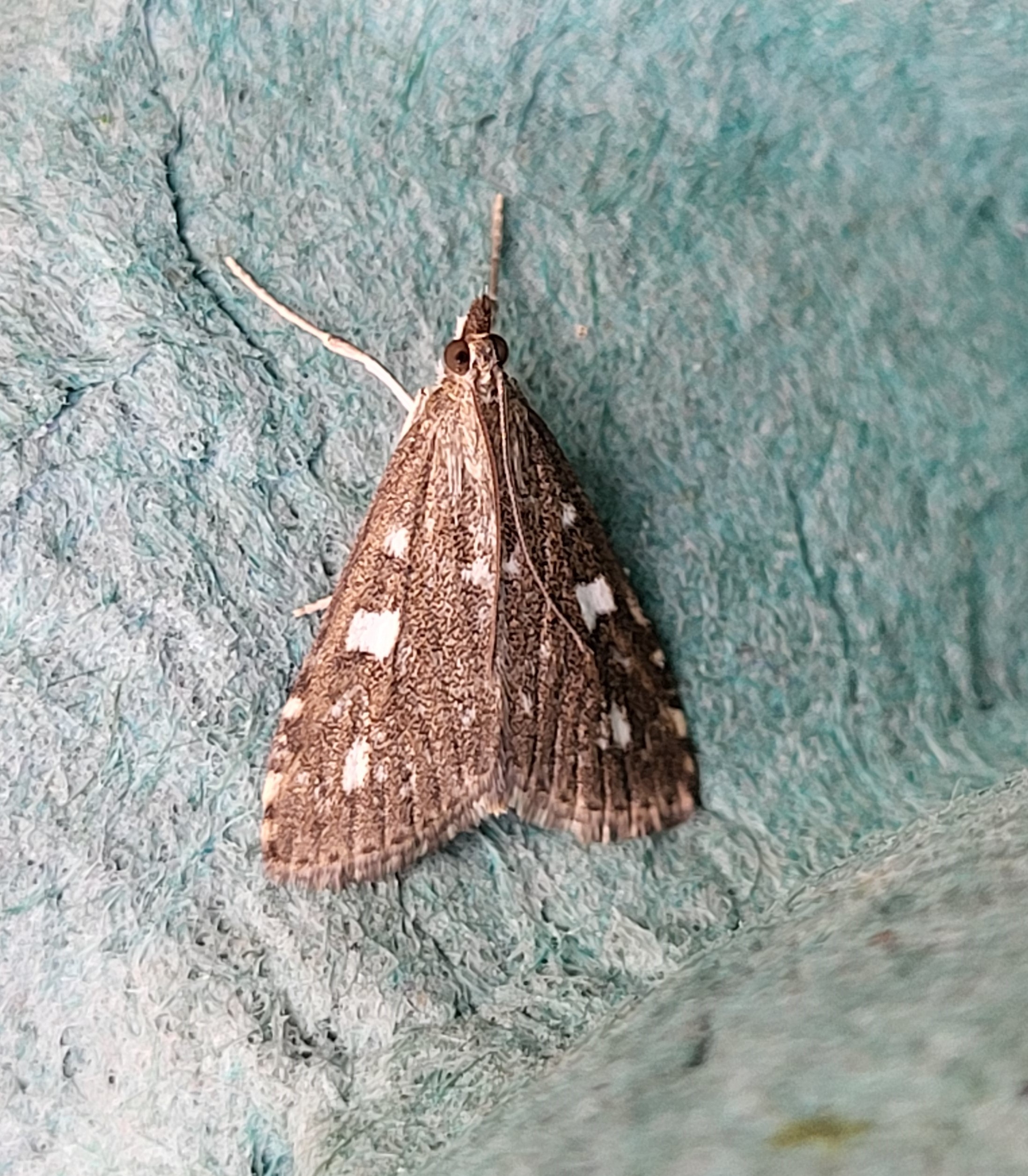 Photo of Olive (Ipimorpha subtusa)